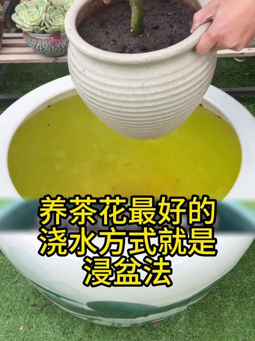 茶花施肥有妙招？茶花施肥有妙招吗视频？-第2张图片-优品飞百科