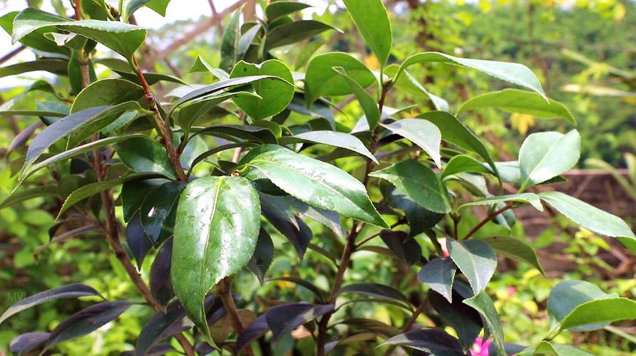 茶花施肥有妙招？茶花施肥有妙招吗视频？-第1张图片-优品飞百科