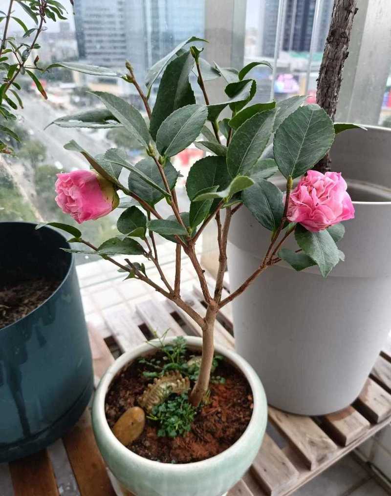 茶花施肥有妙招？茶花施肥有妙招吗视频？-第3张图片-优品飞百科