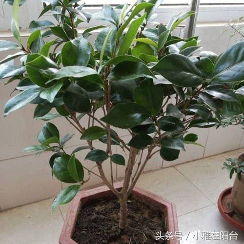 茶花施肥有妙招？茶花施肥有妙招吗视频？-第5张图片-优品飞百科