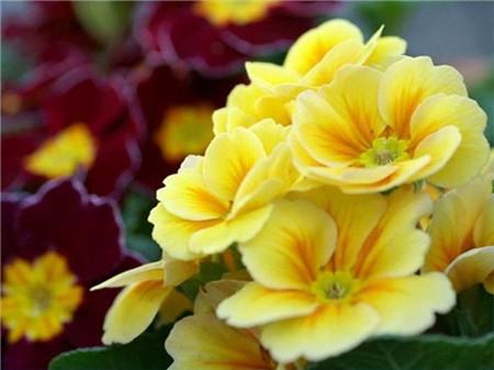 樱草花的繁殖方法，樱草花花期-第1张图片-优品飞百科