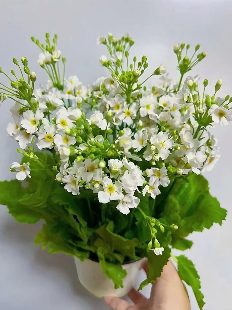 樱草花的繁殖方法，樱草花花期-第2张图片-优品飞百科