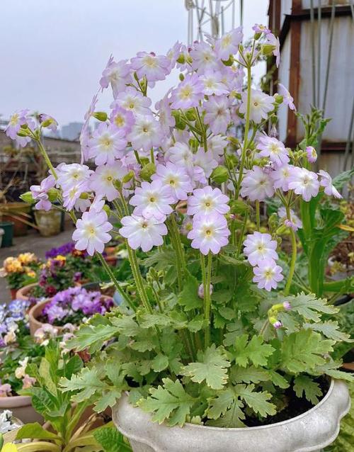 樱草花的繁殖方法，樱草花花期-第3张图片-优品飞百科