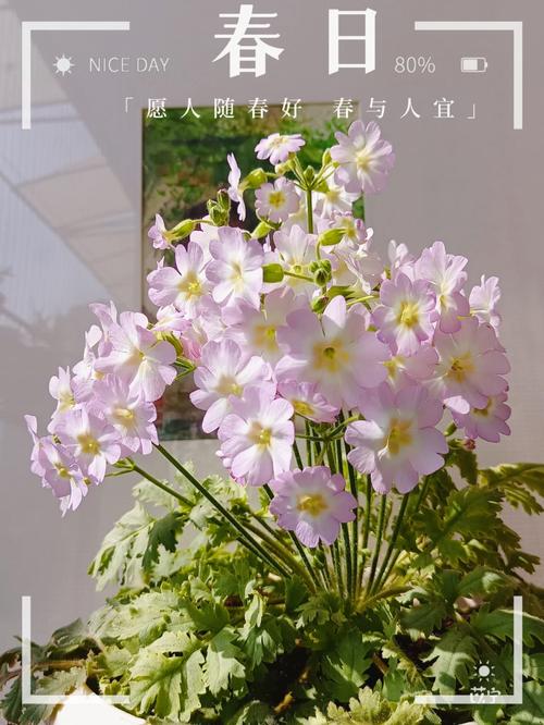 樱草花的繁殖方法，樱草花花期-第4张图片-优品飞百科