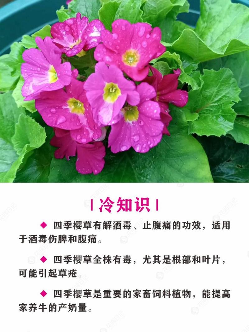 樱草花的繁殖方法，樱草花花期-第6张图片-优品飞百科