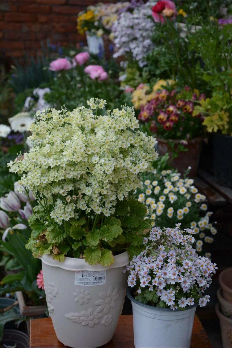 樱草花的繁殖方法，樱草花花期-第5张图片-优品飞百科