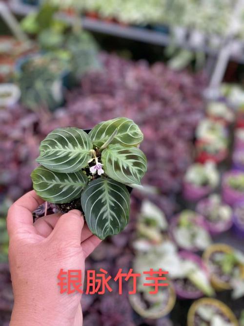 叶蝉竹芋怎么养？红脉叶蝉竹芋怎么养？-第1张图片-优品飞百科