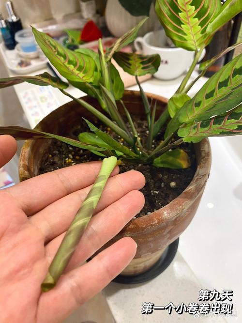 叶蝉竹芋怎么养？红脉叶蝉竹芋怎么养？-第2张图片-优品飞百科