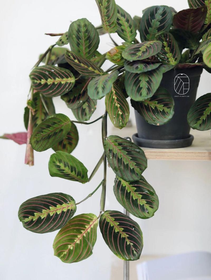 叶蝉竹芋怎么养？红脉叶蝉竹芋怎么养？-第4张图片-优品飞百科