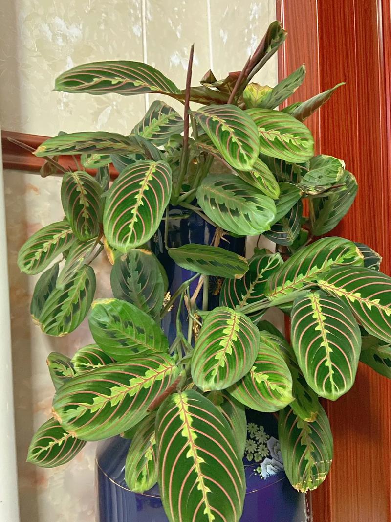 叶蝉竹芋怎么养？红脉叶蝉竹芋怎么养？-第5张图片-优品飞百科