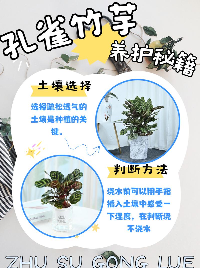 叶蝉竹芋怎么养？红脉叶蝉竹芋怎么养？-第6张图片-优品飞百科