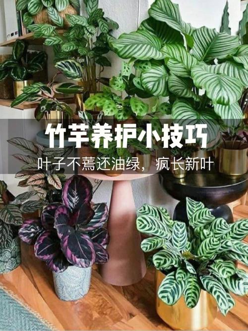 叶蝉竹芋怎么养？红脉叶蝉竹芋怎么养？-第7张图片-优品飞百科