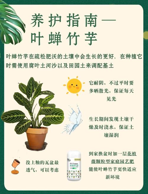 叶蝉竹芋怎么养？红脉叶蝉竹芋怎么养？-第8张图片-优品飞百科