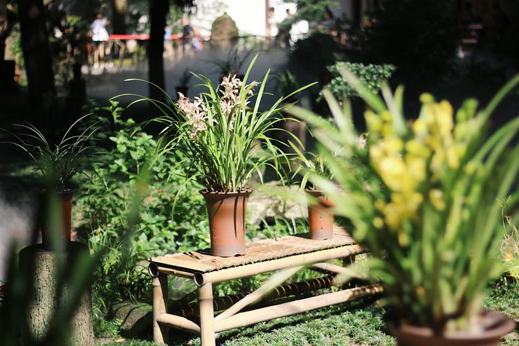 庭院怎样养兰花,兰花种院子有什么讲究吗-第1张图片-优品飞百科 庭院怎样养兰花,兰花种院子有什么讲究吗-第1张图片-优品飞百科