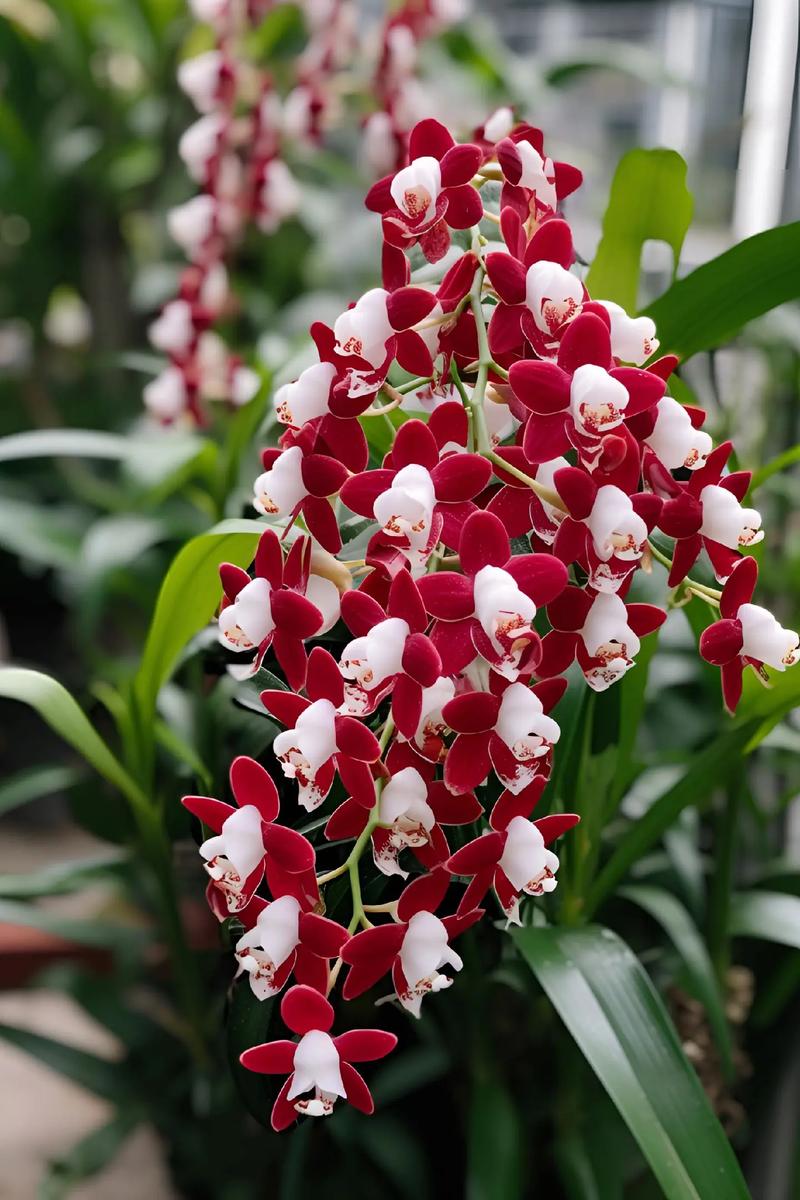 庭院怎样养兰花,兰花种院子有什么讲究吗-第3张图片-优品飞百科 庭院怎样养兰花,兰花种院子有什么讲究吗-第3张图片-优品飞百科