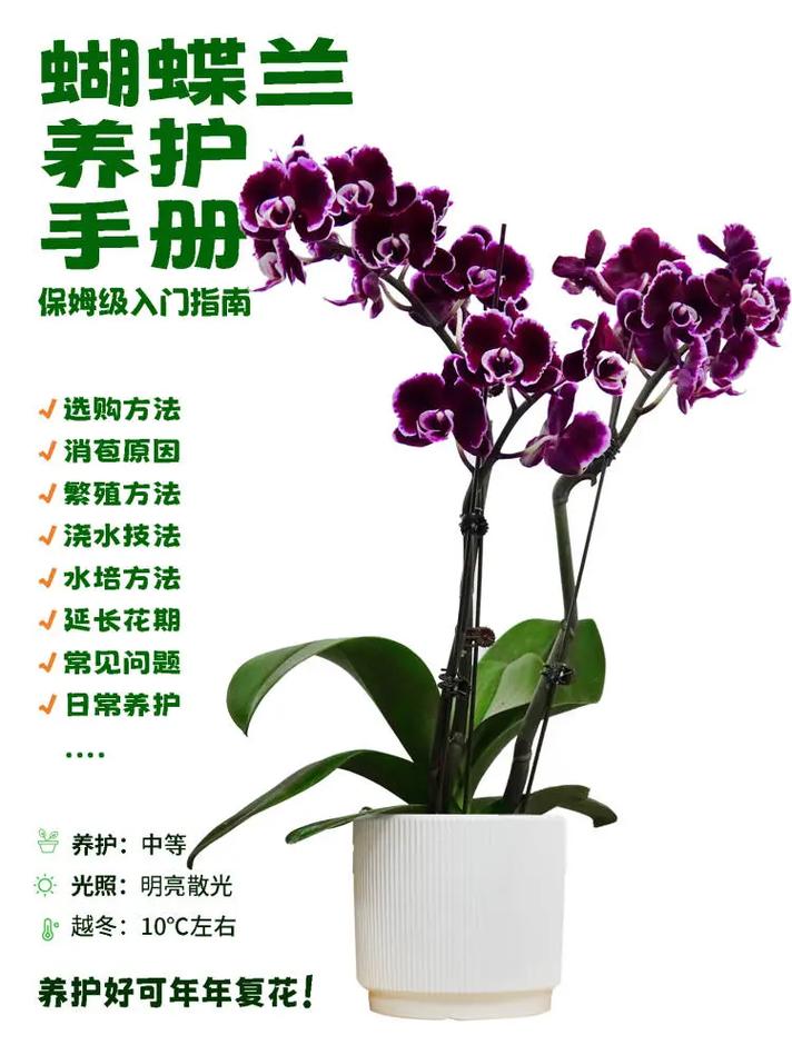 庭院怎样养兰花,兰花种院子有什么讲究吗-第4张图片-优品飞百科 庭院怎样养兰花,兰花种院子有什么讲究吗-第4张图片-优品飞百科