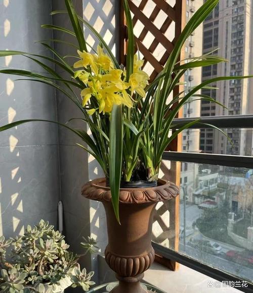 庭院怎样养兰花,兰花种院子有什么讲究吗-第5张图片-优品飞百科 庭院怎样养兰花,兰花种院子有什么讲究吗-第5张图片-优品飞百科