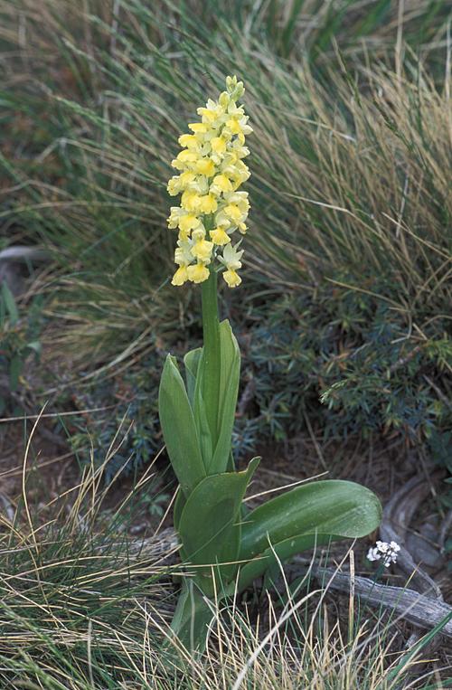 庭院怎样养兰花,兰花种院子有什么讲究吗-第6张图片-优品飞百科 庭院怎样养兰花,兰花种院子有什么讲究吗-第6张图片-优品飞百科