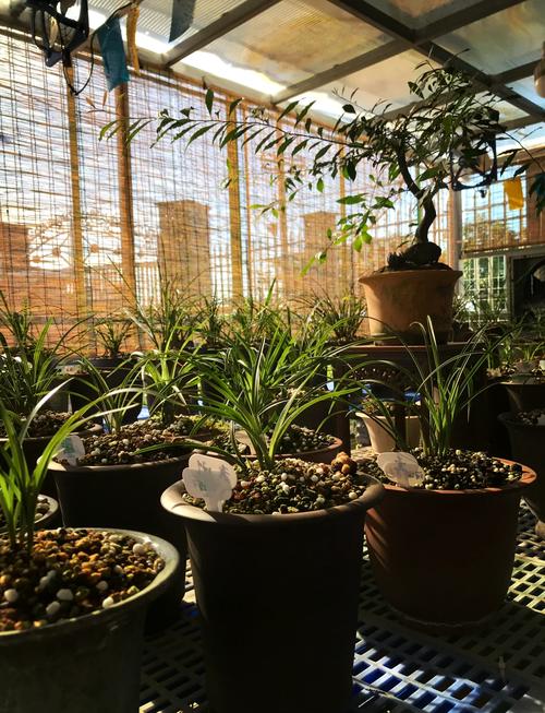 庭院怎样养兰花,兰花种院子有什么讲究吗-第7张图片-优品飞百科 庭院怎样养兰花,兰花种院子有什么讲究吗-第7张图片-优品飞百科