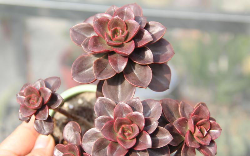 怎么养巧克力方砖，怎么养巧克力方砖鱼缸？-第1张图片-优品飞百科