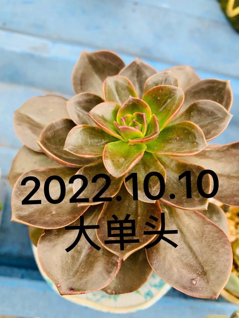 怎么养巧克力方砖，怎么养巧克力方砖鱼缸？-第2张图片-优品飞百科