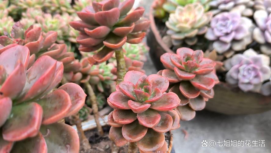 怎么养巧克力方砖，怎么养巧克力方砖鱼缸？-第3张图片-优品飞百科