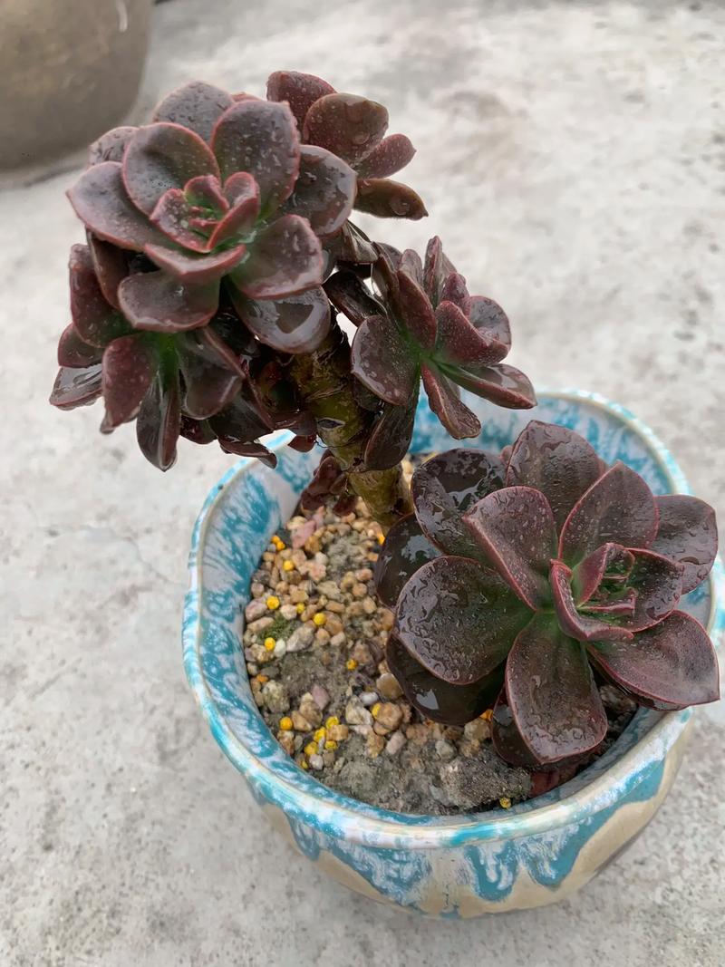 怎么养巧克力方砖，怎么养巧克力方砖鱼缸？-第4张图片-优品飞百科