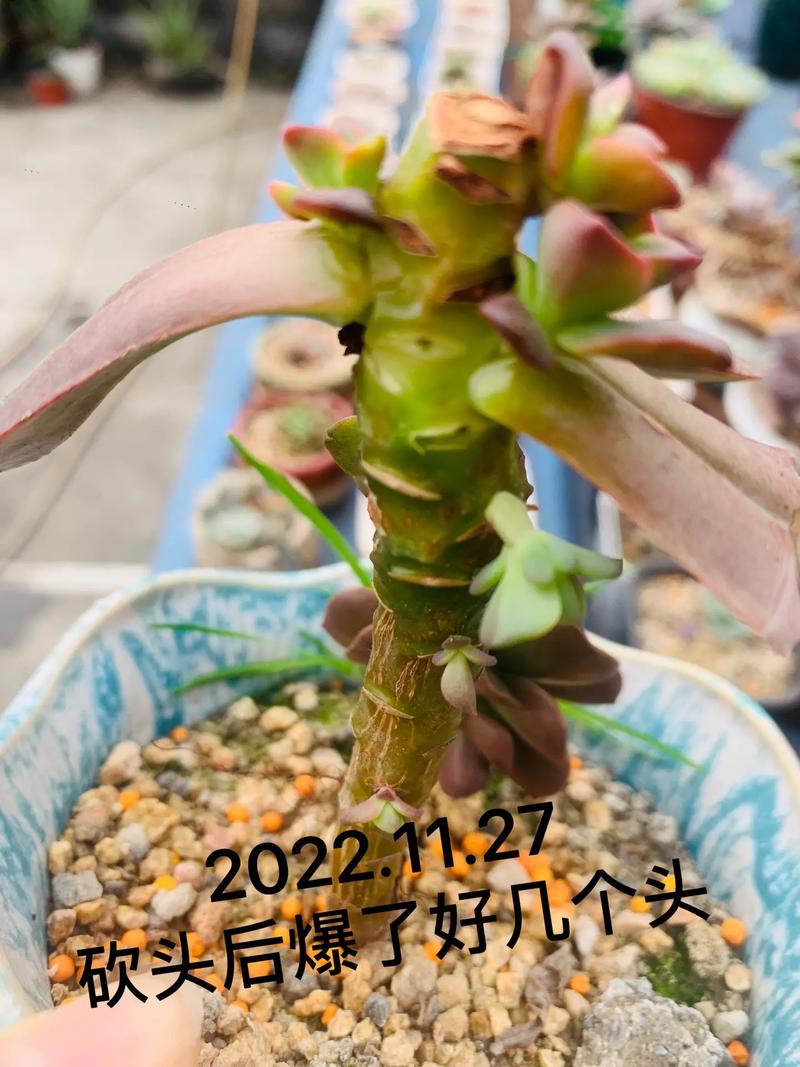 怎么养巧克力方砖，怎么养巧克力方砖鱼缸？-第5张图片-优品飞百科