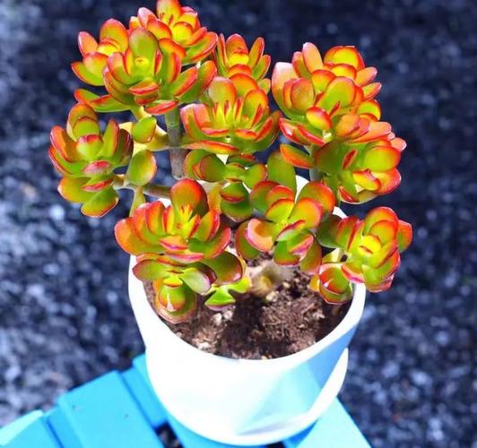 怎么养巧克力方砖，怎么养巧克力方砖鱼缸？-第6张图片-优品飞百科