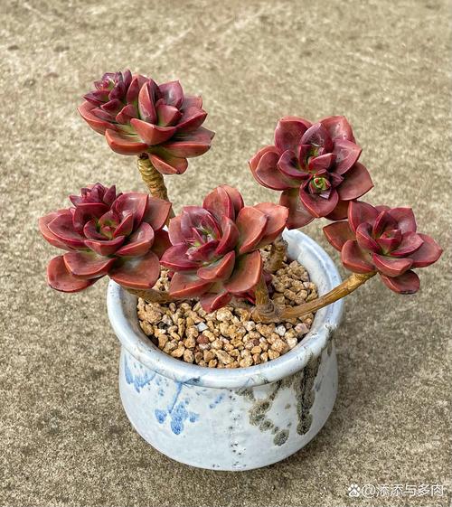 怎么养巧克力方砖，怎么养巧克力方砖鱼缸？-第8张图片-优品飞百科