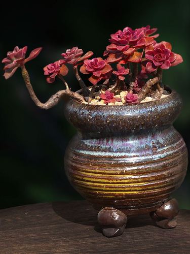 怎么养巧克力方砖，怎么养巧克力方砖鱼缸？-第7张图片-优品飞百科