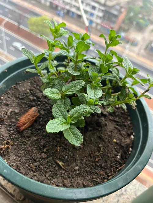 胡椒薄荷怎么养，胡椒薄荷盆栽-第1张图片-优品飞百科