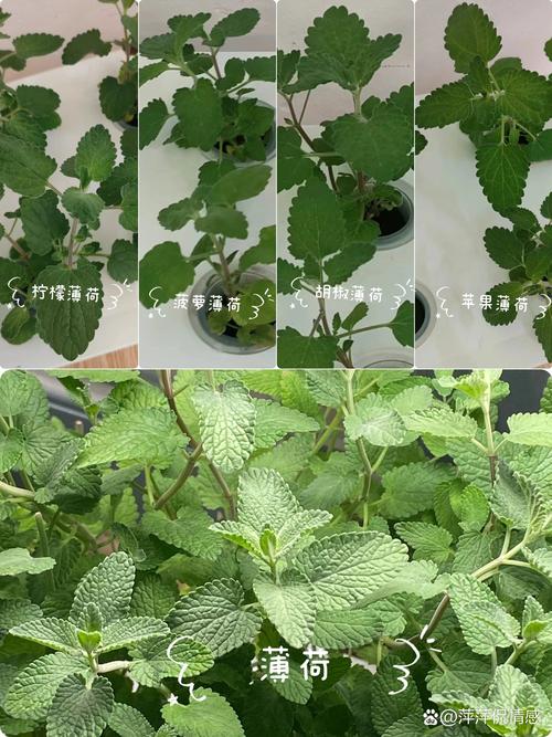 胡椒薄荷怎么养，胡椒薄荷盆栽-第2张图片-优品飞百科