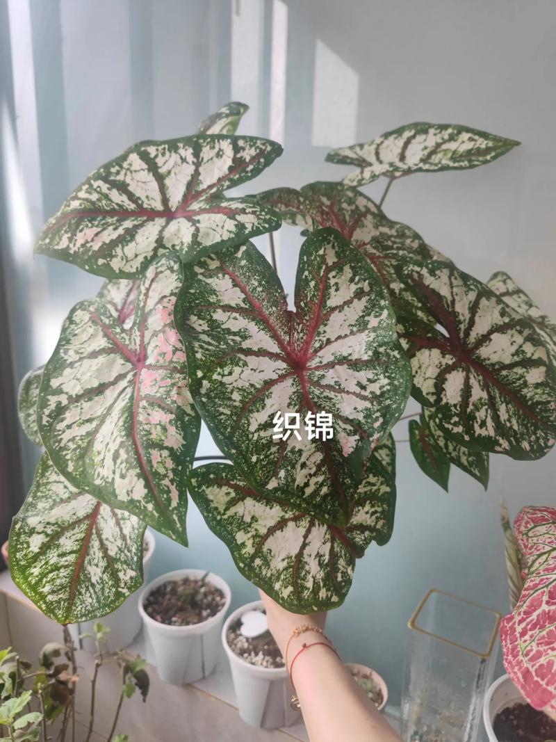 胡椒薄荷怎么养，胡椒薄荷盆栽-第3张图片-优品飞百科