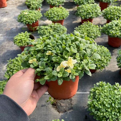 胡椒薄荷怎么养，胡椒薄荷盆栽-第4张图片-优品飞百科