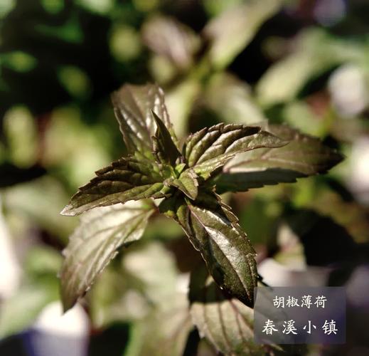 胡椒薄荷怎么养，胡椒薄荷盆栽-第5张图片-优品飞百科