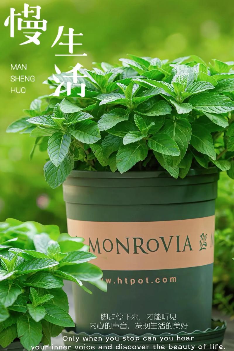 胡椒薄荷怎么养，胡椒薄荷盆栽-第6张图片-优品飞百科