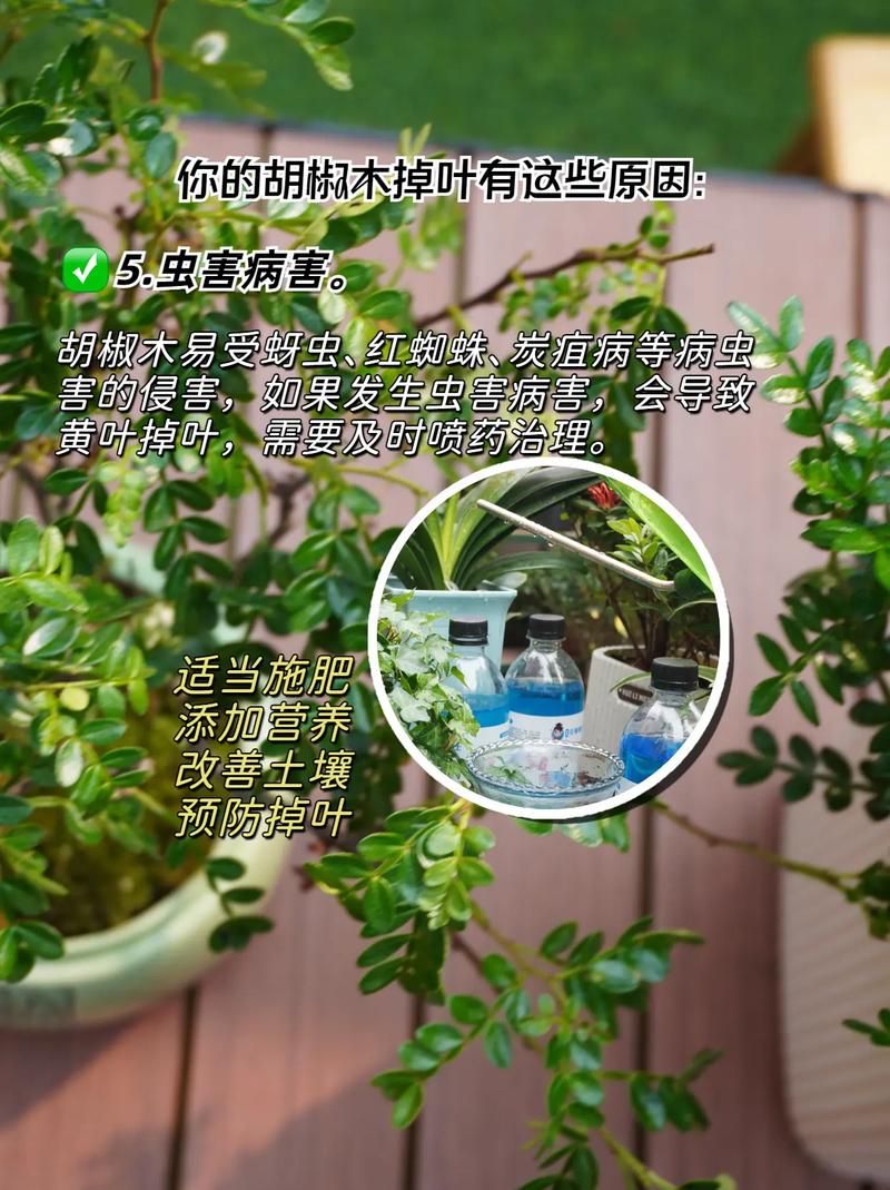 胡椒薄荷怎么养，胡椒薄荷盆栽-第7张图片-优品飞百科