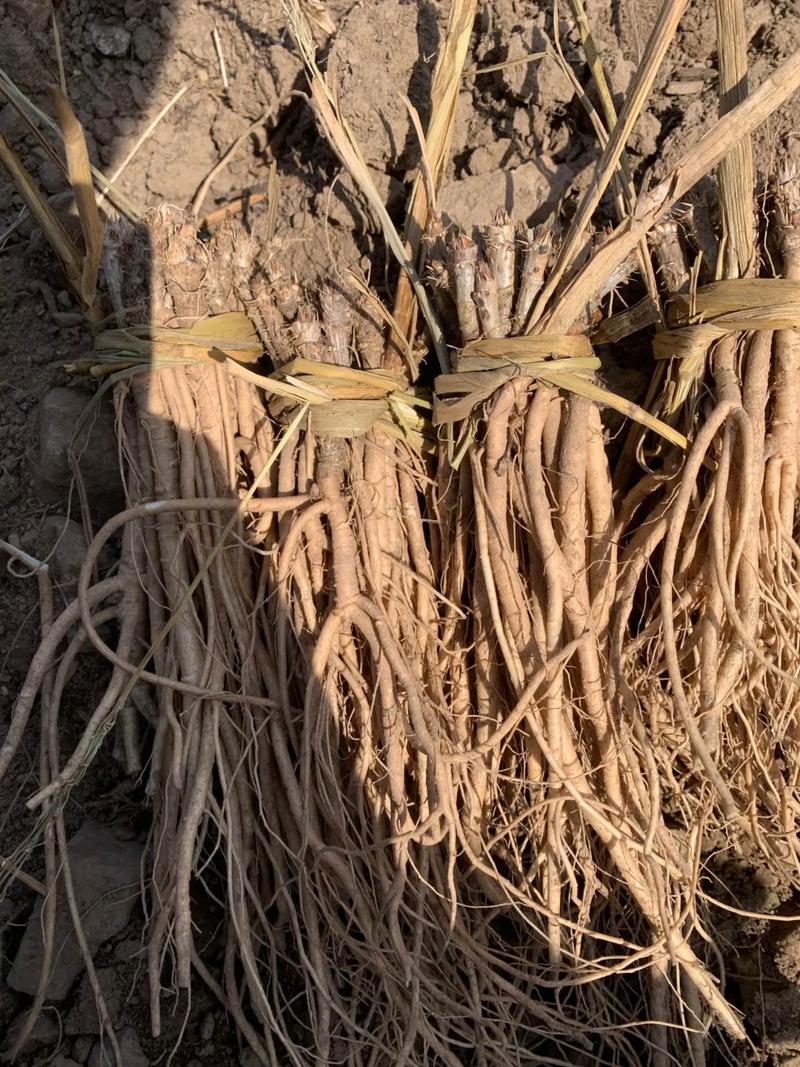 刺老芽怎么种植？刺老芽怎么种植方法？-第1张图片-优品飞百科