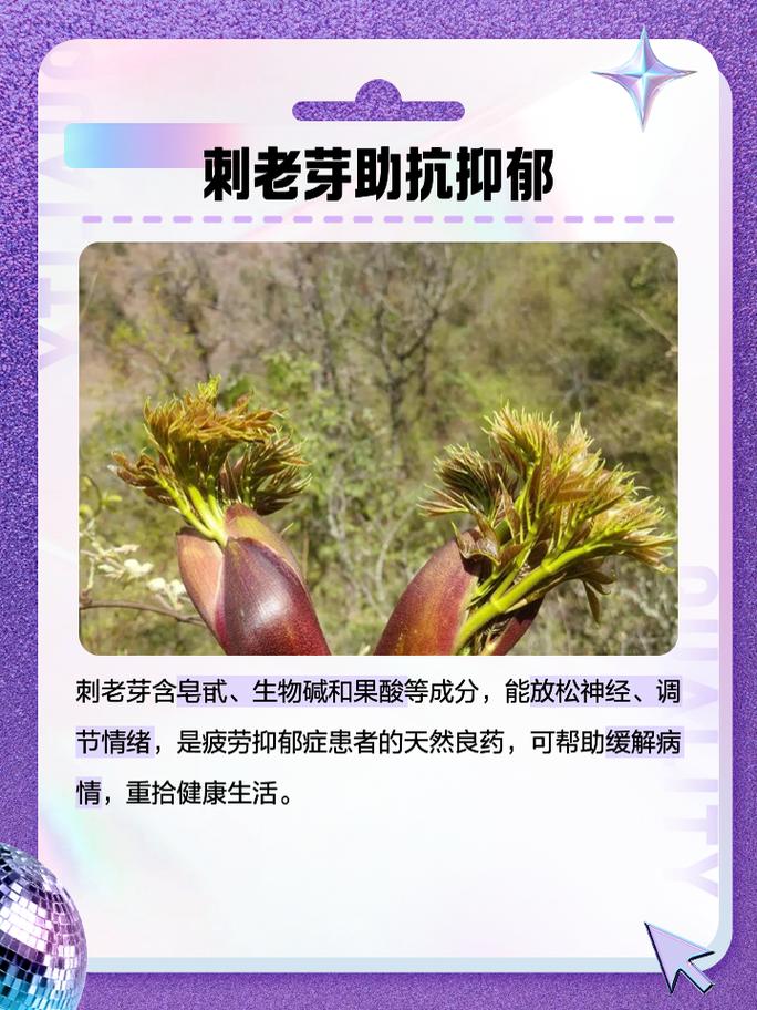 刺老芽怎么种植？刺老芽怎么种植方法？-第2张图片-优品飞百科