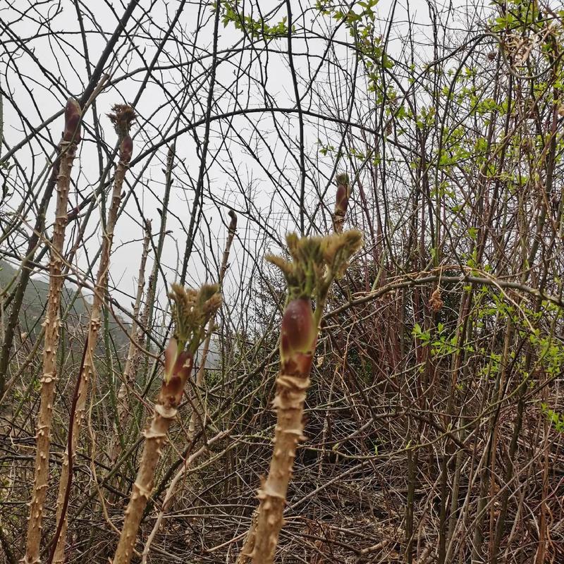 刺老芽怎么种植？刺老芽怎么种植方法？-第3张图片-优品飞百科