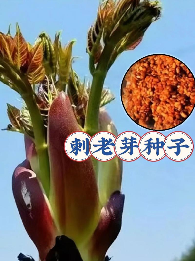刺老芽怎么种植？刺老芽怎么种植方法？-第4张图片-优品飞百科