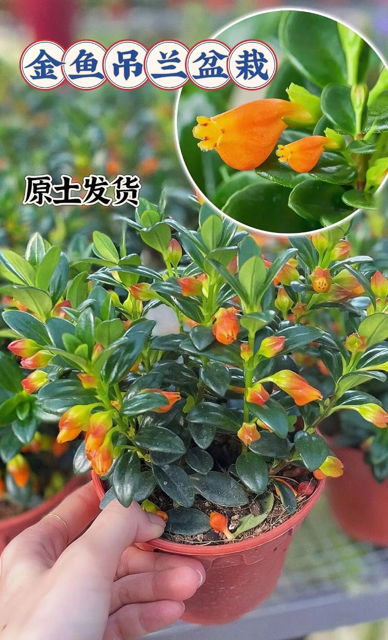 金鱼吊兰夏天怎么养，金鱼吊兰夏天怎么养护和浇水-第1张图片-优品飞百科