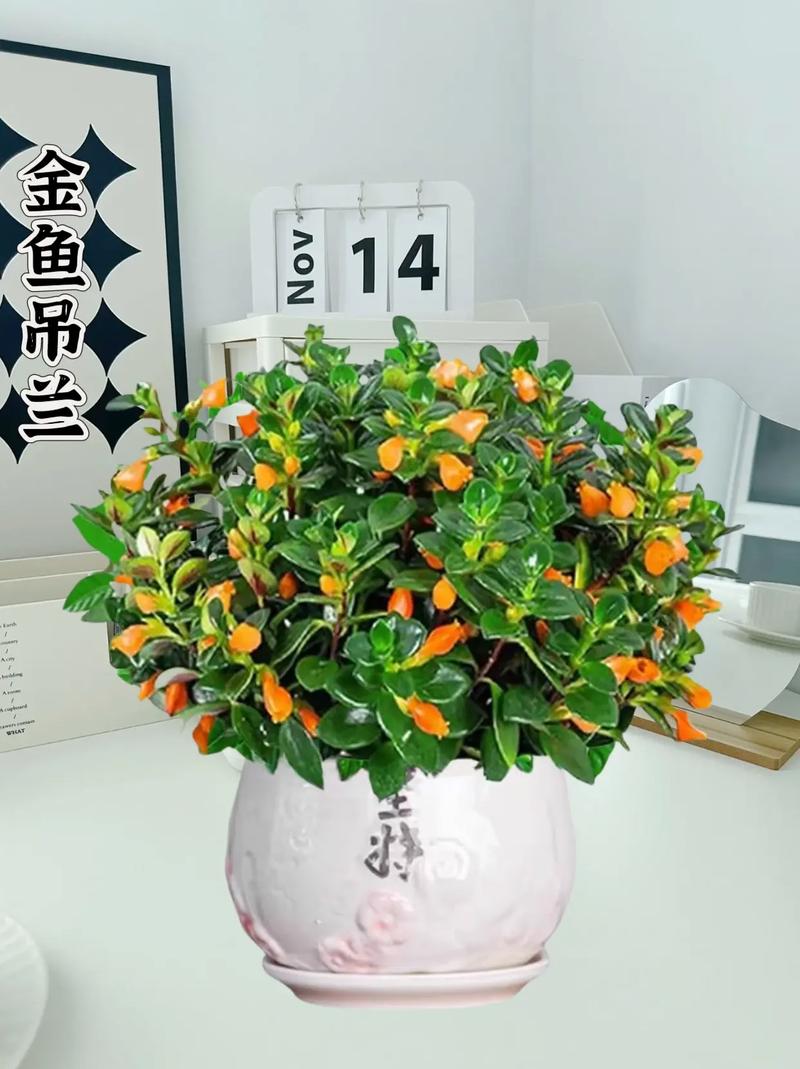 金鱼吊兰夏天怎么养，金鱼吊兰夏天怎么养护和浇水-第2张图片-优品飞百科