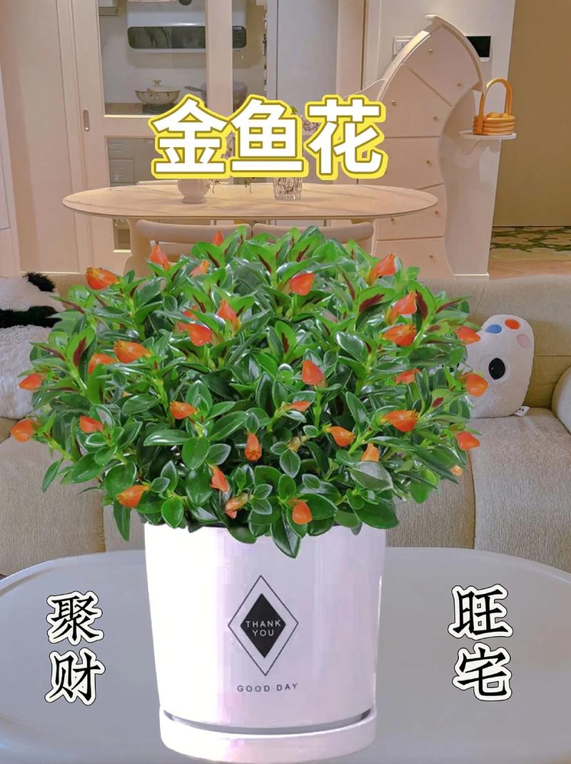 金鱼吊兰夏天怎么养，金鱼吊兰夏天怎么养护和浇水-第3张图片-优品飞百科