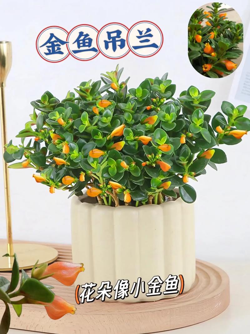 金鱼吊兰夏天怎么养，金鱼吊兰夏天怎么养护和浇水-第4张图片-优品飞百科