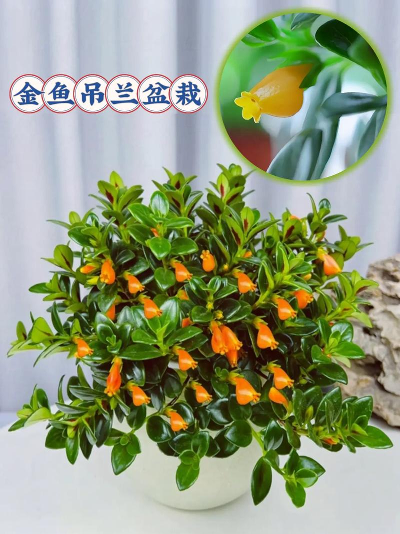金鱼吊兰夏天怎么养，金鱼吊兰夏天怎么养护和浇水-第5张图片-优品飞百科