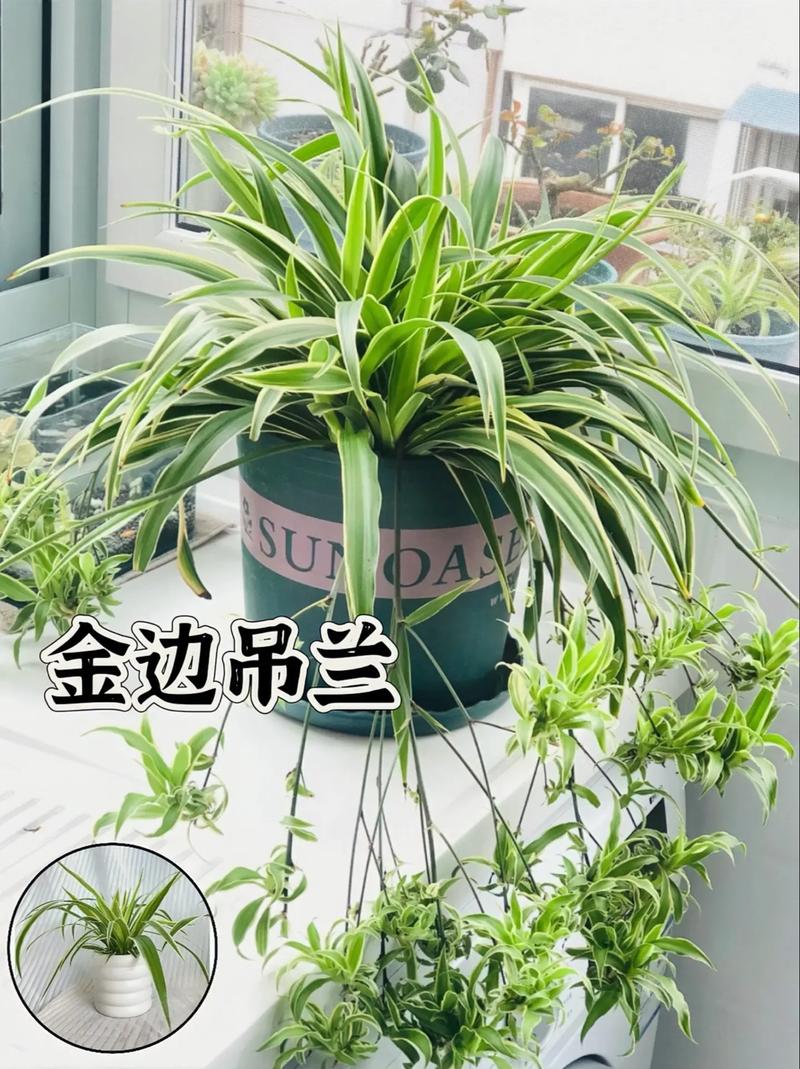 吊兰怎么爆盆？吊兰怎么爆盆视频？-第2张图片-优品飞百科