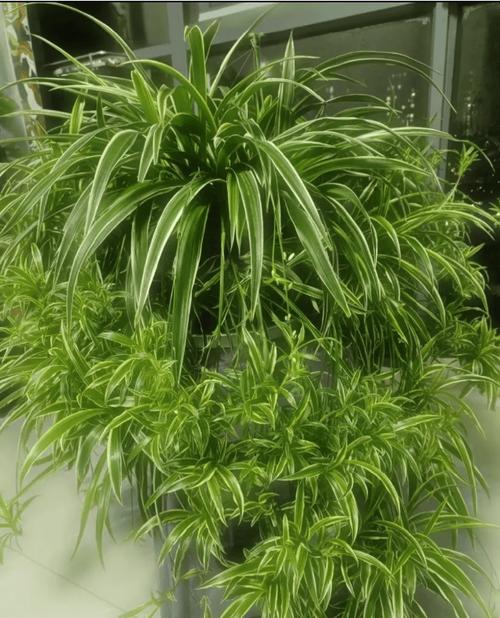 吊兰怎么爆盆？吊兰怎么爆盆视频？-第3张图片-优品飞百科