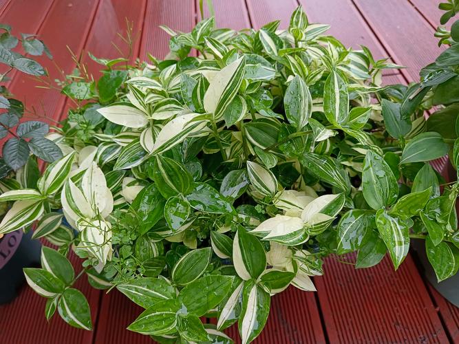 吊兰怎么爆盆？吊兰怎么爆盆视频？-第4张图片-优品飞百科